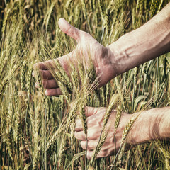 Rural landscape - hands of a farmer with ears of young wheat closeup, under the hot summer sun