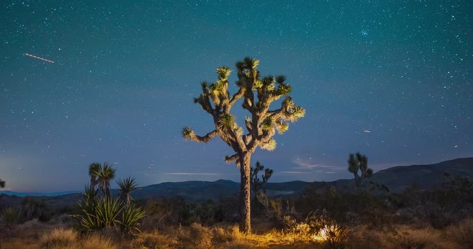 Time lapse of stars in night sky behind illuminated Joshua Tree, Mojave desert