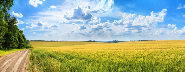 Fotobehang Rural landscape, panorama, banner - field of young wheat and country road in the rays of the summer sun © rustamank