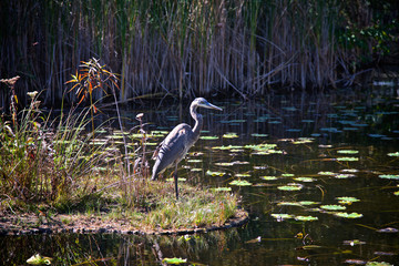 Grey heron standing at the pond, Ontario, Canada
