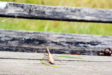 Insect Mantis in the wild. Female European  Praying Mantis, Mantis Religiosa, brown mantis. 