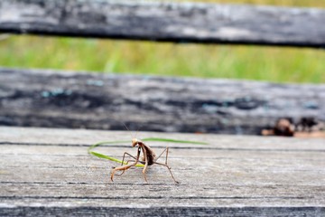 Insect Mantis in the wild. Female European  Praying Mantis, Mantis Religiosa, brown mantis. 