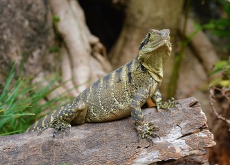 bearded dragon