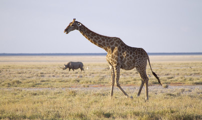 Giraffe with a rhino behind, in Etosha Park, Namibia