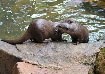 Fototapeta premium otters at play