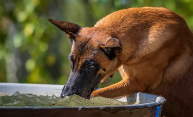 Young belgian shepherd malinois drinks water from a large cauldron