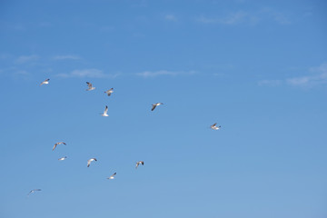 A flock of seagull birds flying high in the blue sky