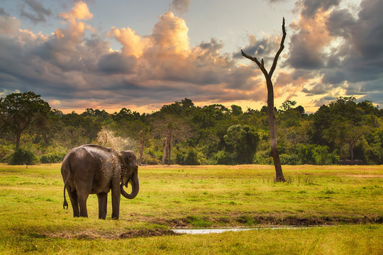 Sich an einem Wasserloch duschender Elefant