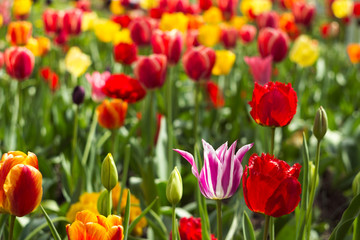 Many bright and colorful tulips bloom in the spring garden. Orange, white, pink and red tulips, flowers. Floral background