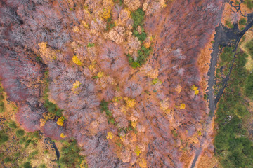 Incredible drone shot of a forest with colorful trees during the autumn season in Sicily on the Volcano Etna. Amazing landscape seen from above