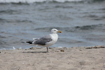 Möwe am Meer am Strand