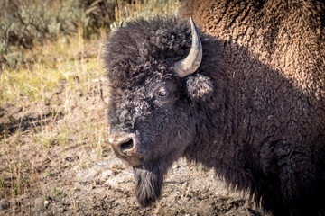 Beautiful guy. Wild bison in the Yellowstone National Park.