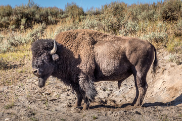 Beautiful guy. Wild bison in the Yellowstone National Park.