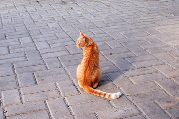 Fototapeta premium Homeless cat resting on the street.