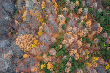 Aerial view of a forest during the autumn season, colorful trees seen from above on the Volcano Etna. Drone shot