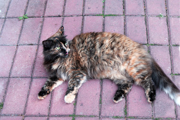 Fototapeta premium Homeless cat resting on the street.