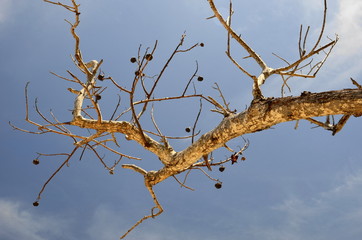 branches of a tree
