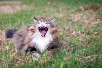 beautiful norwegian forest cat yawning . he is sitting in a meadow