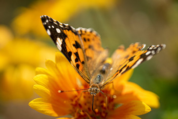 Beautiful butterfly on a flower 