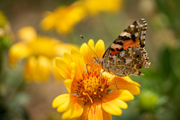 Beautiful butterfly on a flower 
