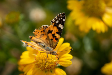 Fototapeta na wymiar Beautiful butterfly on a flower 