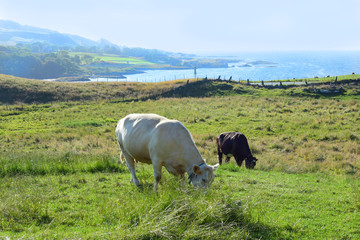 White and black cows graze in a meadow against the background of hills by the sea.