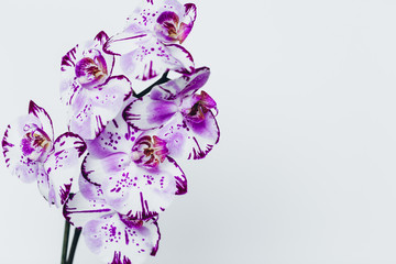 Purple and White Orchid Flower Bloom