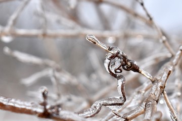 ice on vine