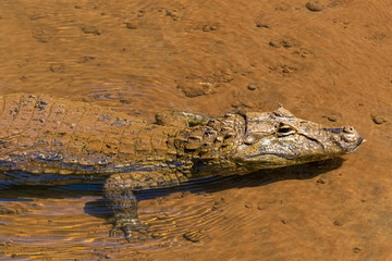 Yacare caiman (Caiman yacare) in the  lower Iguazu River downstream from the falls on the border...