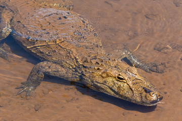 Yacare caiman (Caiman yacare) in the  lower Iguazu River downstream from the falls on the border...
