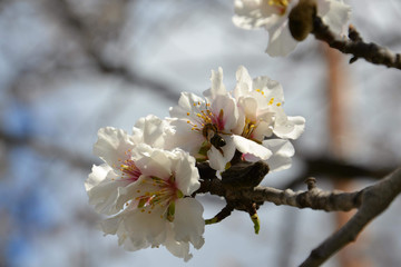 Almond flower and bee