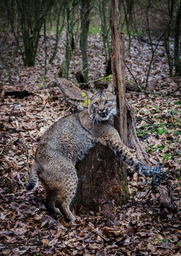 Bobcat Feline Caught By Trapper In Live Trap.  Wildlife Predator Trapped In Foothold Trap. Management And Recreational Sport Activity Of Animal Hunting And Trapping. Predator Control Of Wildlife.