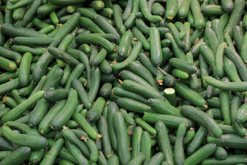 Pile of green cucumbers.