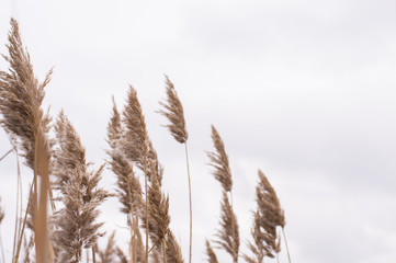 fluffy dry grass on a background of gray sky