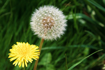 dandelions in flower and in seed