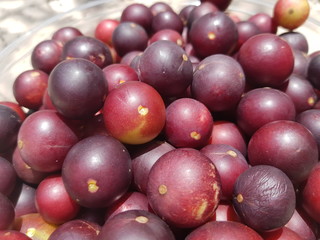 Camu camu fruits (Myrciaria dubia), Myrtaceae family, 35 percent more vitamin C than oranges....