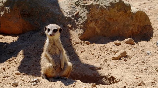 Funy animals. Close-up of a meerkat watching of all directions, 4k