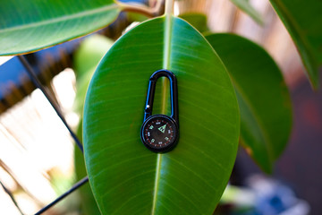 Black compass on top of a plant leaf.