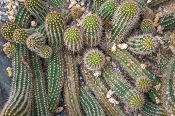 Top view of green and yellow "Echinocereus polyacanthus" cactus plant bodies growing towards the light as a backdrop. Shot in natural sunlight in greenhouse at botanical gardens, Prague.