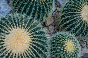 Golden Barrel "Echinocactus grusonii" cactus plants in macro. Dark green with golden needles shot in natural light on stone ground.