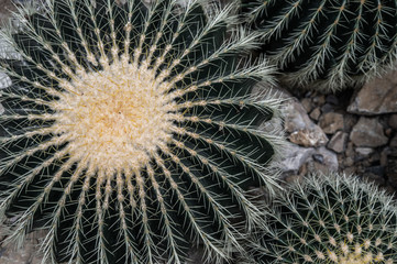 Balls of dark green "Echinocactus grusonii" cactus plants with yellow and golden needles. Macro shot in daylight with muted colours.