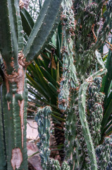 Variety of dark green cactus plants backdrop on tropical jungle background. Shot in natural sunlight at botanical gardens, Prague.