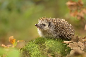 Naklejka na ściany i meble European hedgehog (Erinaceus europaeus) in the natural autumn environment