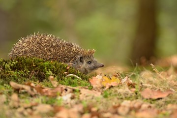 European hedgehog (Erinaceus europaeus) in the natural autumn environment