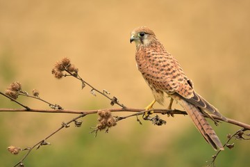 Common kestrel (Falco tinnunculus) sitting on a branch of a thistle 