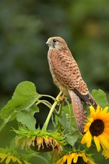 Common kestrel (Falco tinnunculus) sitting on sunflower