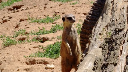 Funy animals. Close-up of a meerkat watching of all directions, 4k