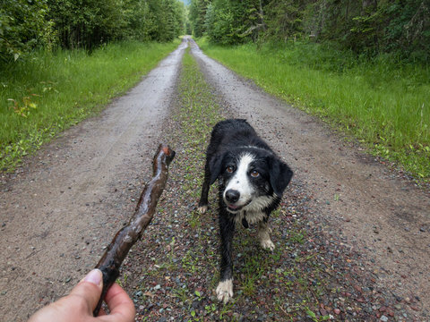 Border collie on a dirt road playing fetch with a stick