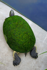 View of a Peninsula Cooter turtle (pseudemys) covered with green moss in Florida