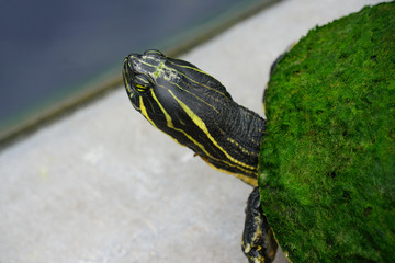 View of a Peninsula Cooter turtle (pseudemys) covered with green moss in Florida